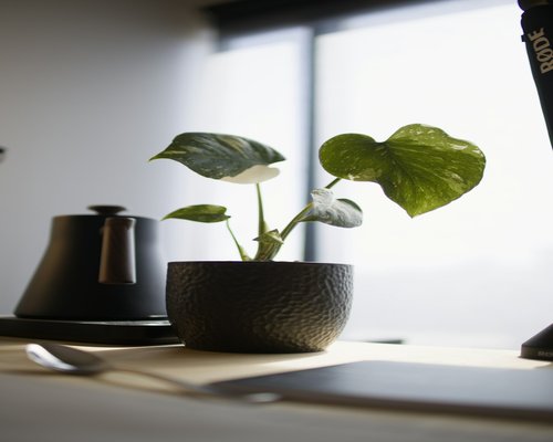 Cozy well lit workspace with natural light and plants